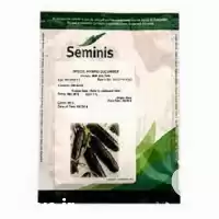 فروش بذر خیار میر سلطان در گروه خرید و فروش بذر خیار در یکمیوه