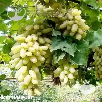فروش نهال انگور و راداتی استوایی زرد در خراسان رضوی در گروه خرید و فروش نهال انگور در یکمیوه