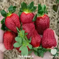 فروش بذر توت فرنگی سابرینا در کرمان  در گروه خرید و فروش انواع بذر در یکمیوه