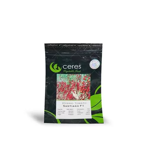 قیمت خرید بذر گوجه زیتونی سانتیاگو در گروه خرید و فروش بذر گوجه در یکمیوه -عکس1