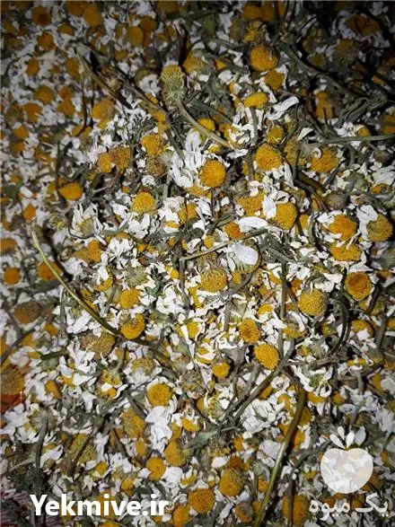 خرید عمده گل بابونه آلمانی گاوی در شیراز در گروه خرید و فروش گیاهان دارویی در یکمیوه -عکس1