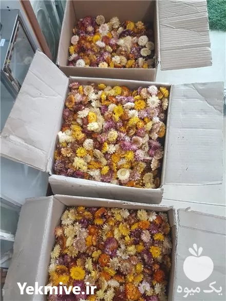 خرید گل خشک ساناز مینا در شیراز در گروه خرید و فروش گیاهان دارویی در یکمیوه -عکس1