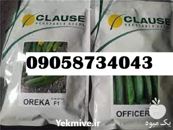 بذر خیار فضای باز اورکا با در فارس در گروه خرید و فروش بذر خیار در یکمیوه -عکس1
