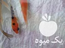 فروش ماهی کوی سلکت شده در ساری در گروه خرید و فروش ماهی کوی در یکمیوه -عکس1