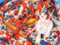 فروش ماهی کوی مولد جهت تکثیر در اصفهان در گروه خرید و فروش ماهی کوی در یکمیوه -عکس1