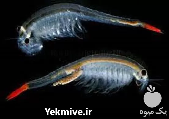 فروش آموزش پرورش روتیفر آموزش تخصصی در گروه دوره آموزش کشاورزی در یکمیوه -عکس1