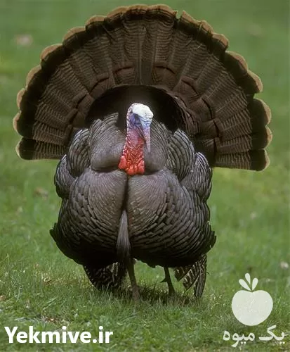 تا صد دوره آموزشی پرورش بوقلمون در گروه دوره آموزش کشاورزی در یکمیوه -عکس1