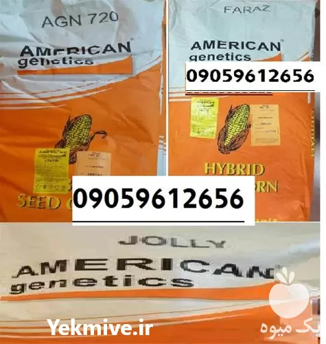 خرید بهترین قیمت بذر ذرت درجه در البرز در گروه خرید و فروش بذر ذرت در یکمیوه -عکس1