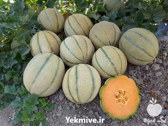 فروش بذر ملون صحاب در تهران در گروه خرید و فروش بذر ملون در یکمیوه -عکس1