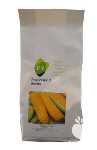 توزیع بذر ذرت شیرین آمیلا اصل در تهران در گروه خرید و فروش بذر ذرت در یکمیوه -عکس1