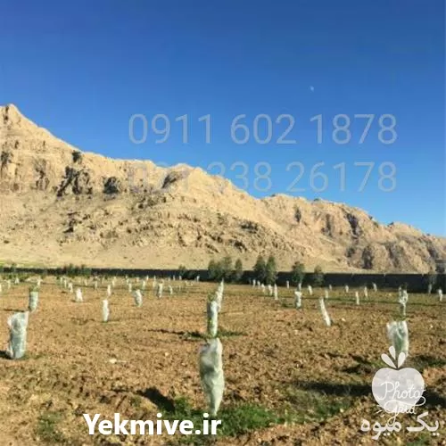 قیمت خرید توری های سرمازدگی در تهران در گروه خرید و فروش توری گلخانه در یکمیوه -عکس1