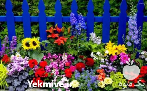 انواع بذر گل خارجی و ایرانی در تهران در گروه خرید و فروش بذر گل در یکمیوه -عکس1