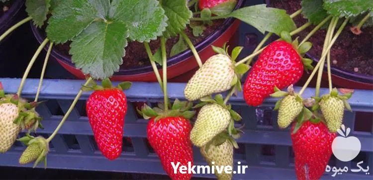 فروش بذر توت فرنگی کاماروسا در گروه خرید و فروش انواع بذر در یکمیوه -عکس1
