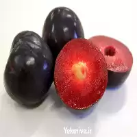 خرید نهال الو بلک اسپلندور در گروه خرید و فروش نهال در یکمیوه