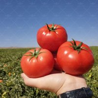 خریدار محصولات باغی و صیفی جات