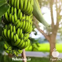 تولید و فروش نهال