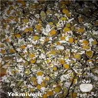 خرید عمده گل بابونه آلمانی گاوی در شیراز در گروه خرید و فروش گیاهان دارویی در یکمیوه