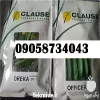 بذر خیار فضای باز اورکا با در فارس در گروه خرید و فروش بذر خیار در یکمیوه
