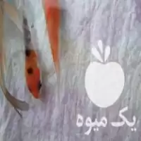 فروش ماهی کوی سلکت شده در ساری در گروه خرید و فروش ماهی کوی در یکمیوه