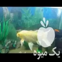 فروش ماهی کوی بالغ بزرگ در گلستان در گروه خرید و فروش ماهی کوی در یکمیوه