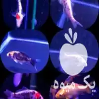 قیمت خرید ماهی کوی نژاد در تهران در گروه خرید و فروش ماهی کوی در یکمیوه