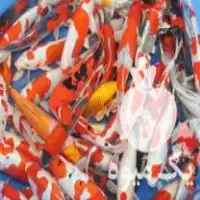 فروش ماهی کوی مولد جهت تکثیر در اصفهان در گروه خرید و فروش ماهی کوی در یکمیوه