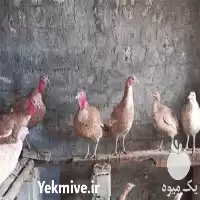 فروش تخم نطفه دار بوقلمون بوربون در اصفهان در گروه انواع تخم ها در یکمیوه