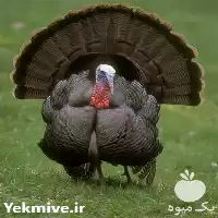 تا صد دوره آموزشی پرورش بوقلمون در گروه دوره آموزش کشاورزی در یکمیوه