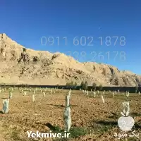 قیمت خرید توری های سرمازدگی در تهران در گروه خرید و فروش توری گلخانه در یکمیوه