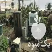 واگذاری گلخانه با تمام تجهیزات گیاهان در بوکان در گروه اجاره فروش گلخانه در یکمیوه