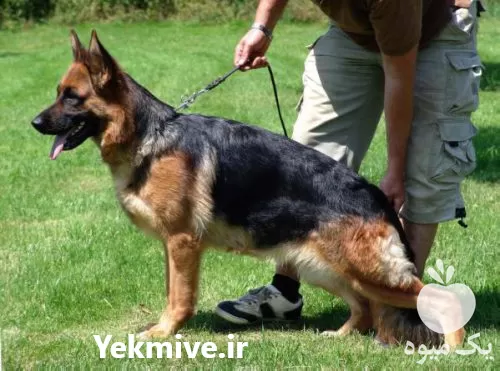 خرید پرورش سگ ژرمن شولاین اصیل در پاکدشت در گروه سگ و گربه در یکمیوه -عکس1