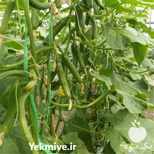 بهترین قیمت بذر خیار گلخانه ای در گروه خرید و فروش بذر خیار در یکمیوه -عکس1