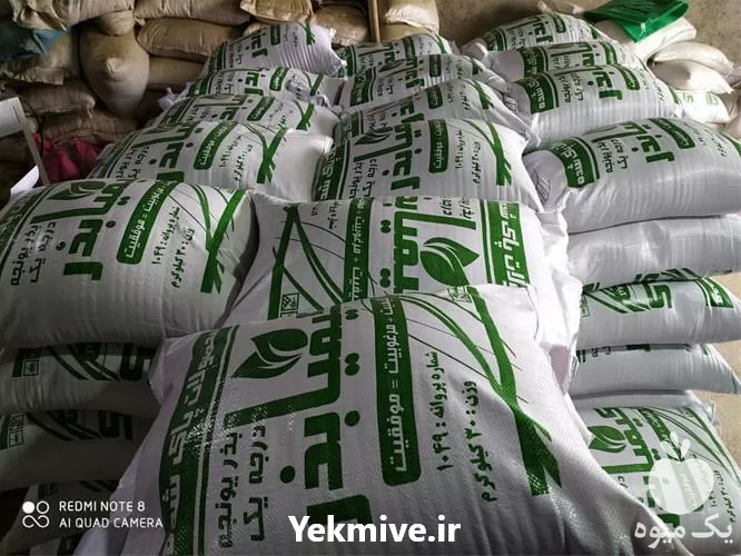 فروش بذر یونجه سردسیری گرمسیری بی در تهران در گروه خرید و فروش بذر یونجه در یکمیوه -عکس1