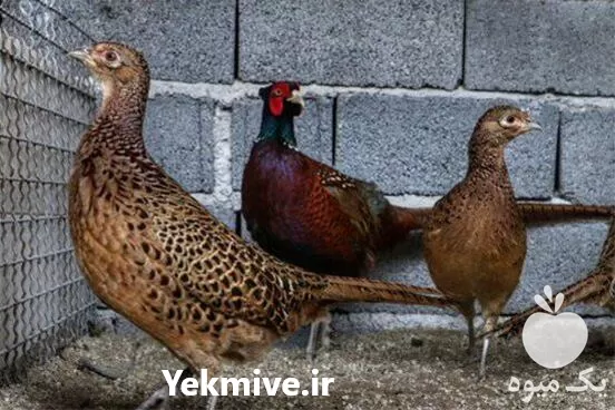 تا صد دوره آموزش پرورش قرقاول در گروه دوره آموزش کشاورزی در یکمیوه -عکس1