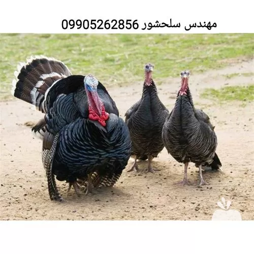 خرید تخم نطفه دار بوقلمون تخم در کرمانشاه در گروه انواع تخم ها در یکمیوه -عکس1