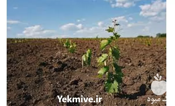 قیمت خرید انواع نهال انگور در گروه خرید و فروش نهال انگور در یکمیوه -عکس1