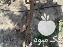 فروش نهر کن تیلر در کشکسرای در گروه خرید و فروش نهرکن در یکمیوه -عکس1