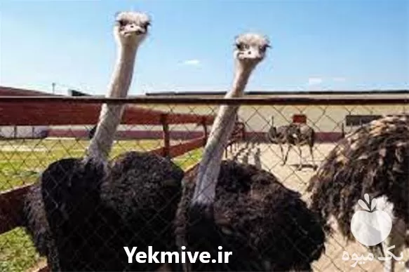 آموزش پرورش شترمرغ به صورت تخصصی در گروه دوره آموزش کشاورزی در یکمیوه -عکس1