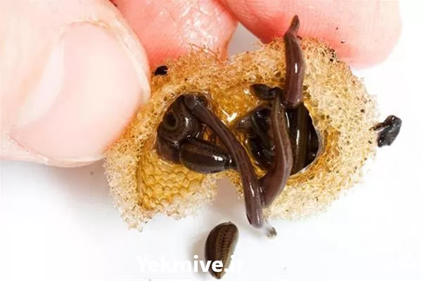 آموزش صفر تا صد تکثیر پرورش در گروه دوره آموزش کشاورزی در یکمیوه -عکس1