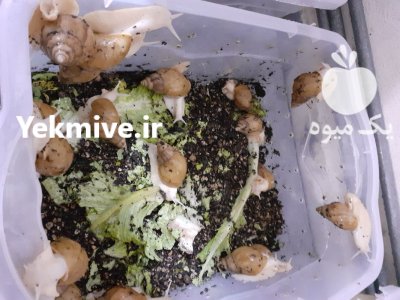 فروش حلزون در سمنان در گروه سایر محصولات دام و طیور در یکمیوه -عکس1