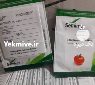 گوجه فرنگی برنتا در بوشهر در گروه خرید و فروش بذر گوجه در یکمیوه -عکس1