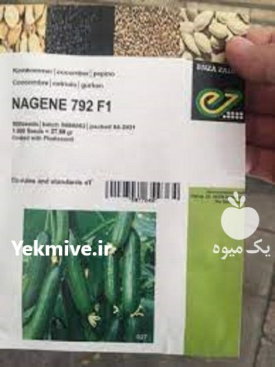 بذر خیار ناگین در قزوین در گروه خرید و فروش بذر خیار در یکمیوه -عکس1