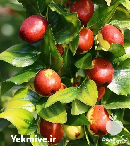 قیمت خرید نهال عناب در گیلان در گروه خرید و فروش نهال عناب در یکمیوه -عکس1