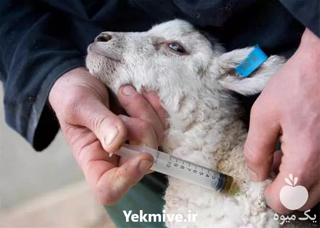 آموزش بهداشت بیماری دام جامع کامل در گروه دوره آموزش کشاورزی در یکمیوه -عکس1