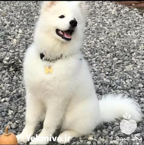 خرید سگ سامویید اصیل قیمت خرید در گروه سگ و گربه در یکمیوه -عکس1