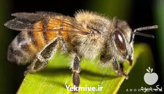 فروش آموزش پرورش ملکه زنبور تخصصی در تهران در گروه دوره آموزش کشاورزی در یکمیوه -عکس1