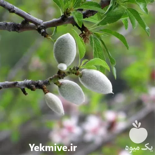 فروش نهال بادام حریر ایتالیا در گروه خرید و فروش نهال بادام در یکمیوه -عکس1