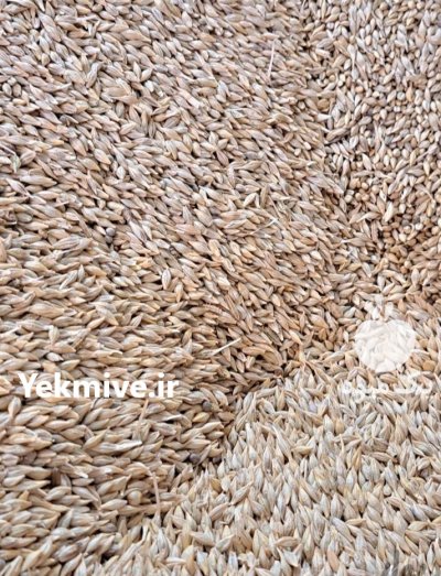 فروش جو درجه یک در بادرود در گروه خرید و فروش گندم و جو در یکمیوه -عکس1