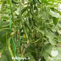 بهترین قیمت بذر خیار گلخانه ای در گروه خرید و فروش بذر خیار در یکمیوه