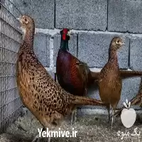 تا صد دوره آموزش پرورش قرقاول در گروه دوره آموزش کشاورزی در یکمیوه